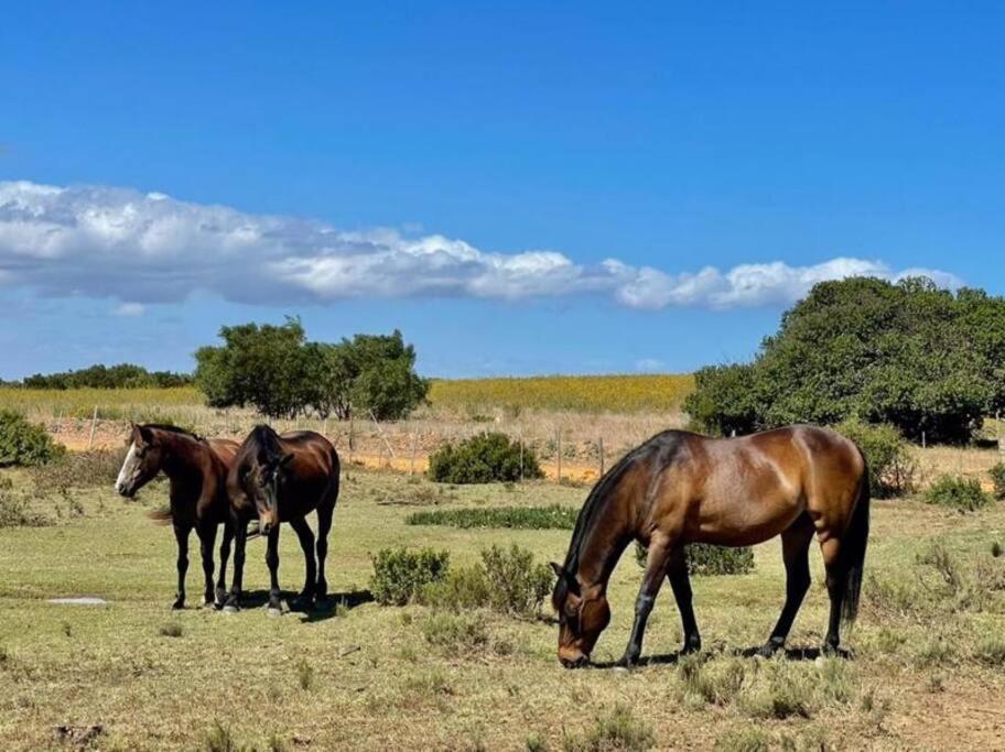 Owl Cottage - Living The Breede Malgas Eksteriør bilde
